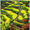 浙江踏春赏油菜花去哪儿 2014新经典推荐_0