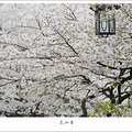 飞花似雪_4