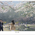 飞花似雪_0