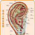 人体穴位图解大全_2