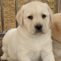 犬场直销纯种导盲犬拉布拉多幼犬寻回猎犬包健康包纯种_0