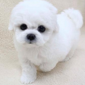 【淘宝】直销各类名犬价格优惠可以上门看随时欢迎_0