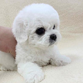 【淘宝】直销各类名犬价格优惠可以上门看随时欢迎_1