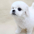 【淘宝】直销各类名犬价格优惠可以上门看随时欢迎_3
