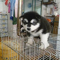  杭州阿拉斯加多少钱 杭州哪能买到健康小狗阿拉斯加_0