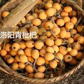 【周末去哪儿】一起采枇杷去~_3