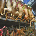玉林“狗肉节”上万只狗在劫难逃 舌尖上的美味还是陋习？