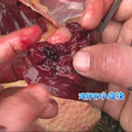 【揭秘】那些病死的鸡都去了哪儿？！_3