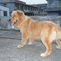 转让7个月大的双血统金毛母犬，上海传奇犬舍悍马直女_0