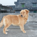 转让7个月大的双血统金毛母犬，上海传奇犬舍悍马直女_1
