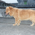 转让7个月大的双血统金毛母犬，上海传奇犬舍悍马直女_2