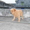 转让7个月大的双血统金毛母犬，上海传奇犬舍悍马直女_3
