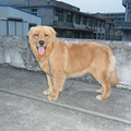 转让7个月大的双血统金毛母犬，上海传奇犬舍悍马直女_5