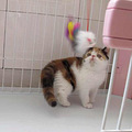 家养纯正加菲猫接受预定了_4