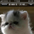 家养纯正加菲猫接受预定了_0