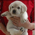 杭州犬舍繁殖纯种拉布拉多幼犬公母都有可上门挑选可看狗父母_3