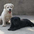 杭州犬舍繁殖纯种拉布拉多幼犬公母都有可上门挑选可看狗父母_4