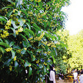 【抢楼】金秋时节，与大香林来一场桂花香约_5