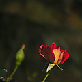 阳光下的月季花。_0