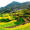 难忘的胥岭美景_0