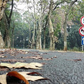 周末   满陇桂雨～杨梅岭～理安寺～九_0