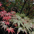 周末   满陇桂雨～杨梅岭～理安寺～九_1