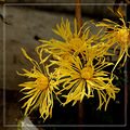 农家乐里的菊花
