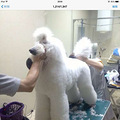 巨贵幼犬 3只  目前53.天_3