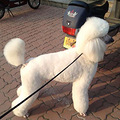 巨贵幼犬 3只  目前53.天_4
