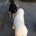 巨贵幼犬 3只  目前53.天_5