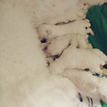 巨贵幼犬 3只  目前53.天_0