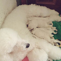 巨贵幼犬 3只  目前53.天_1
