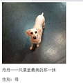 2015年3月杭动保伴侣动物领养日第一榜_4