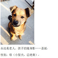 2015年3月杭动保伴侣动物领养日第一榜_0
