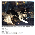 2015年3月杭动保伴侣动物领养日第一榜_1