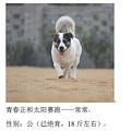 2015年3月杭动保伴侣动物领养日第一榜_3