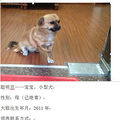 2015年3月杭动保伴侣动物领养日第一榜_2