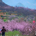 3.22，富阳半山村，流连花海中，梦寻桃花仙|游友旅行 