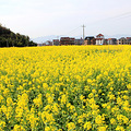 【游记】桐庐古村落—荻蒲、深澳、徐畈、环溪、青源（花的海洋）_0