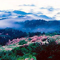 独家| 浙江7处最佳赏杜鹃花地_2