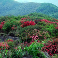 独家| 浙江7处最佳赏杜鹃花地_4