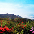 独家| 浙江7处最佳赏杜鹃花地_1