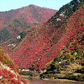 独家| 浙江7处最佳赏杜鹃花地_5