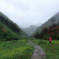 独家| 浙江7处最佳赏杜鹃花地_3