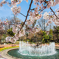 樱花季日本行--东京日比谷公园_0