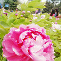 牡丹花开了_0