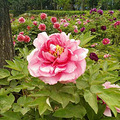 牡丹花开了_5