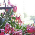 阳台小花