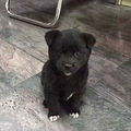 恶犬吓人啊。