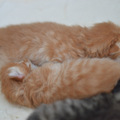 家有加菲猫出售,自家生养,不是猫舍或猫贩子_1
